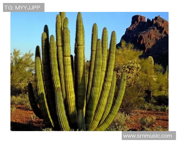 亚利桑那州盛大举办世界仙人掌大赛吸引全球爱好者齐聚一堂